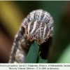 chazara persephone larva l3 daghestan 2